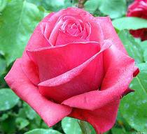 Huele una Rosa o duérmete con una al Lado