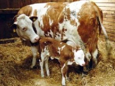 En Argentina crean Vacas capaces de dar Leche que produce Insulina Humana