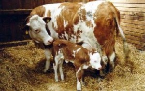 Vacas capaces de producir Insulina Humana