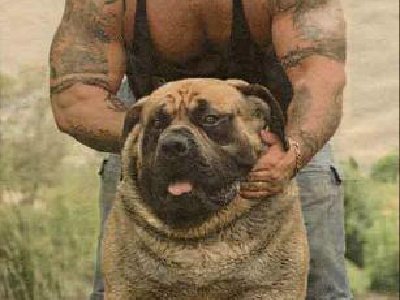 Hércules: El Perro más grande del Mundo