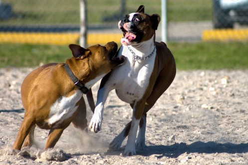 Mordida de DProspero