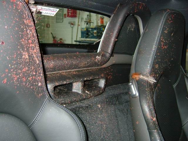 porsche-car-hit-bird-3.jpg