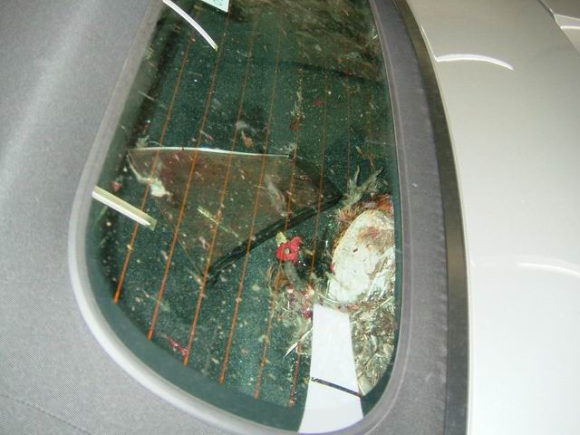 porsche-car-hit-bird-4.jpg
