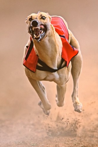 Speed Demon - Fotografía Ganadora Crestock.com