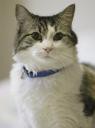 “Oscar” el Gato predictor de la Muerte. Míralo a los ojos muajajajaja…