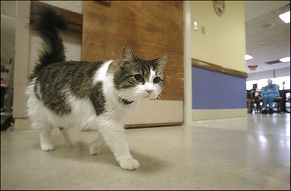Oscar, el Gato que predice la Muerte