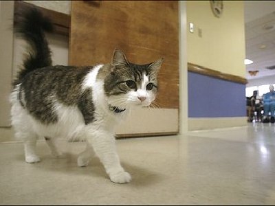 El gato que predice la Muerte