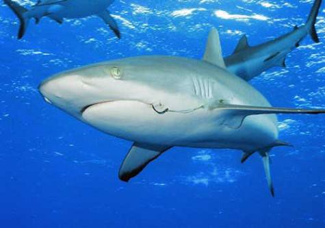 Shark, nueva herramienta para crear Troyanos