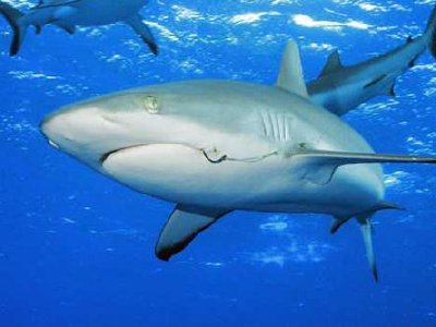 Shark, la nueva herramienta cracker para crear Malware