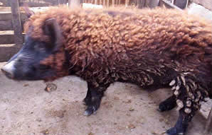 Cerdo con lana de Oveja