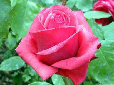 Palabras para enamorar a una mujer Geek