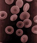 Celulas rojas adn