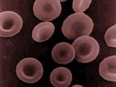 ¿Dónde se Producen las Células Rojas?