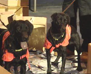 Perros que detectan dvds piratas