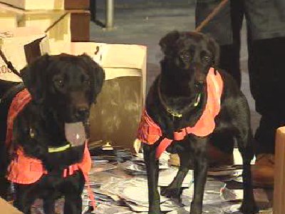 Nueva Tecnología en Búsqueda de DVDs Piratas… ¿Los Perros?