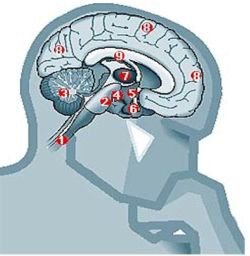 Piensa, cerebro, piensa!!!
