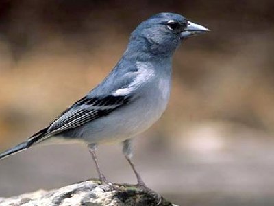Los pájaros también balbucean cuando son bebés