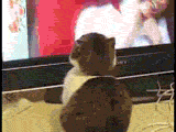 no me cambies de canal