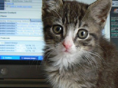 Festival de Nueva York hizo chatear a los Gatos