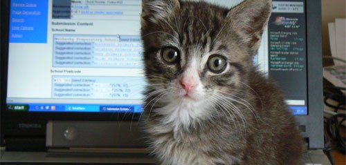 gato al computador