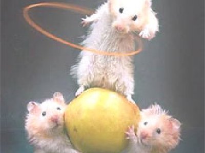 Descubren la forma de borrar la memoria