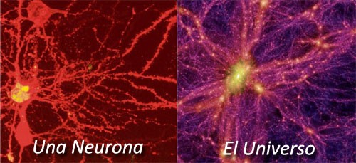 neurona vs universo