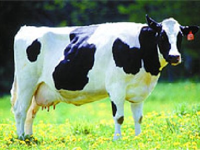 Ahora será posible calcular cuánto y qué come una vaca