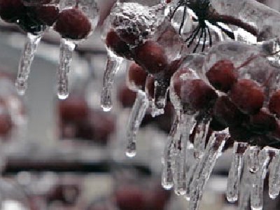 Impresionantes Fotografías luego de una tormenta de Hielo