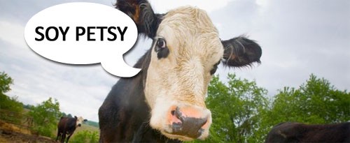 imagen vaca nombre