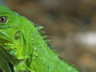 Pareja arrestada por comerse una iguana en Facebook
