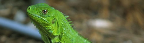 iguana