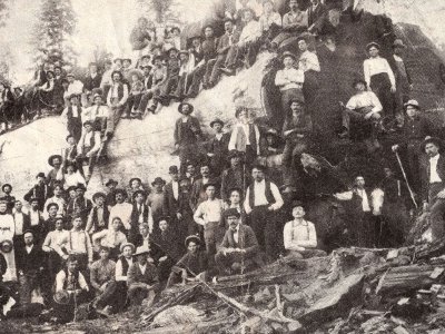 Árboles de gran tamaño: Secuoya gigante