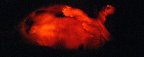 perro fluorescente