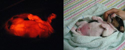 perro fluorescente normal