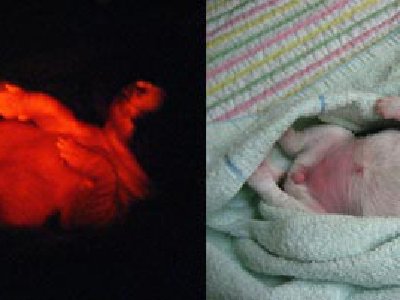 Ruppy: el primer perro fluorescente