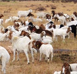 cabras googleplex