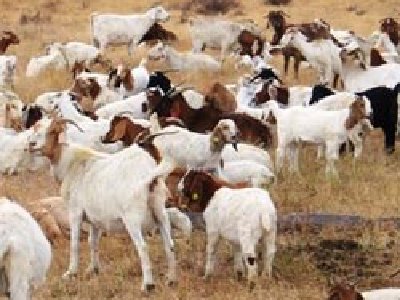 Google contrata 200 cabras para cortar el Césped del Googleplex