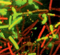 bacteria come petroleo