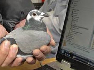 Hasta una paloma es más rápida que el ADSL en Sudáfrica