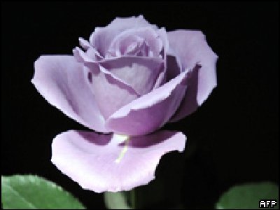 La primera rosa azul genéticamente modificada