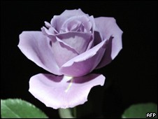 rosa azul