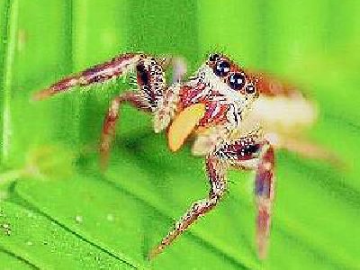 Descubren a la primera araña vegetariana del mundo