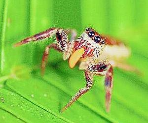 araña vegetariana
