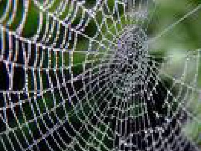 Teje la araña su telaraña, y mide más de un metro!