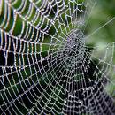 tela de araña