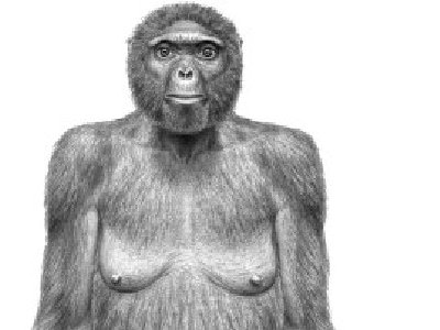 Ardi, un millón de años mas vieja que Lucy