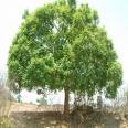 árbol de nuez