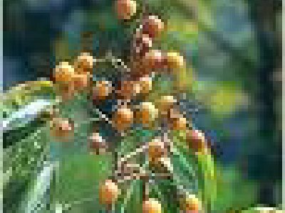 Simplemente una nuez, económica, limpia y natural