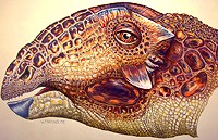 tatankacephalus