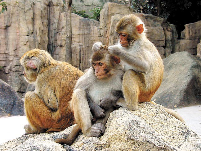 Monos Rhesus